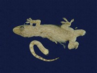 藏品(蝎虎)的圖片